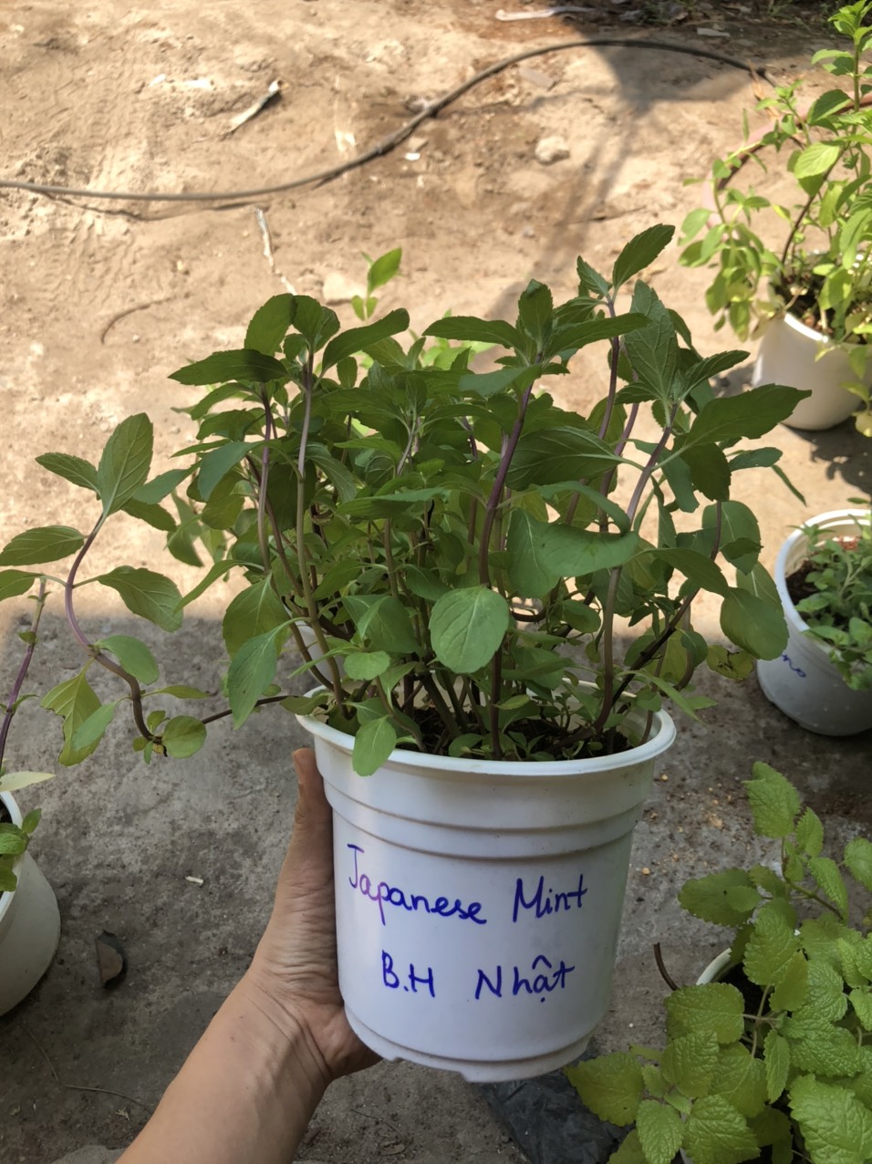 Chậu cây Bạc Hà Nhật - Japanese Mint