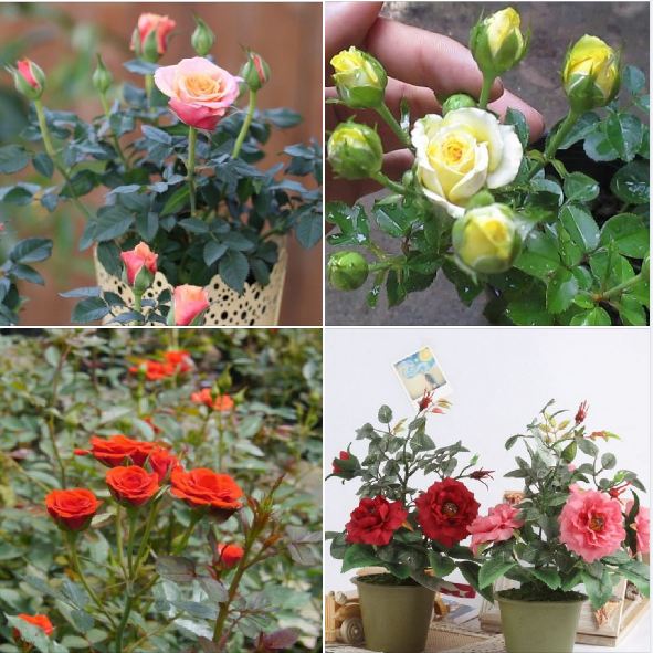 Hạt giống cà rốt tím-gói 50 hạt(tặng kèm phân bón)