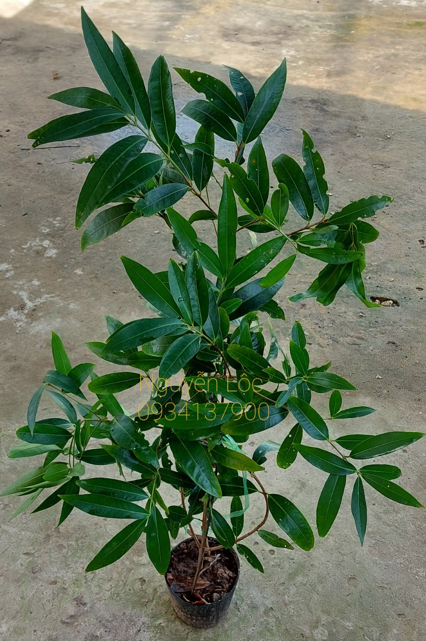 Cây lê/ mận lý/ mận hoa hồng- Đặc sản miền tây- Trái cây tuổi thơ- Hoa kiểng Nguyễn Lộc