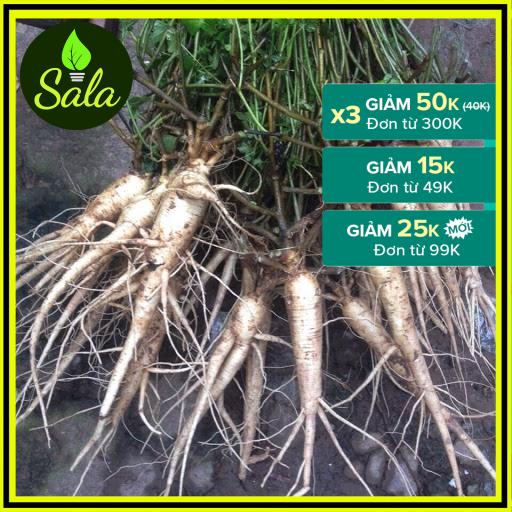 400 Hạt Giống Sâm Bố Chính (Hoa Đỏ Tươi)