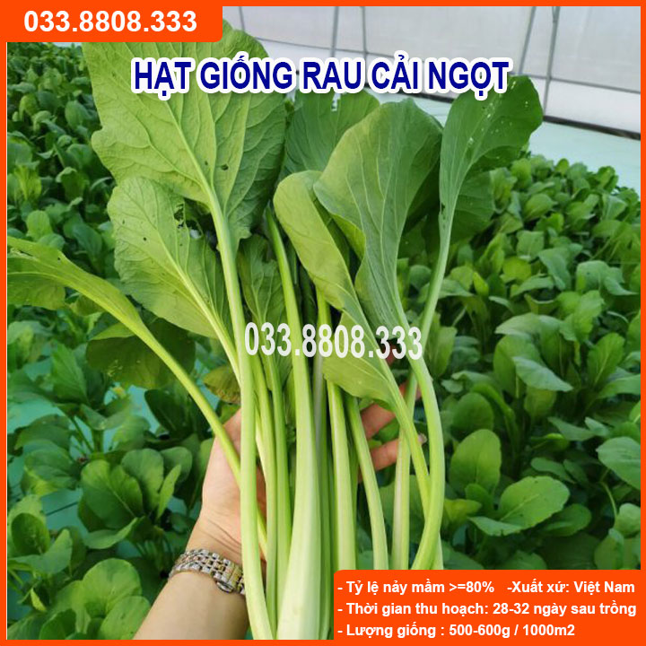 Hạt giống rau cải ngọt 20gram - rau trồng quanh năm