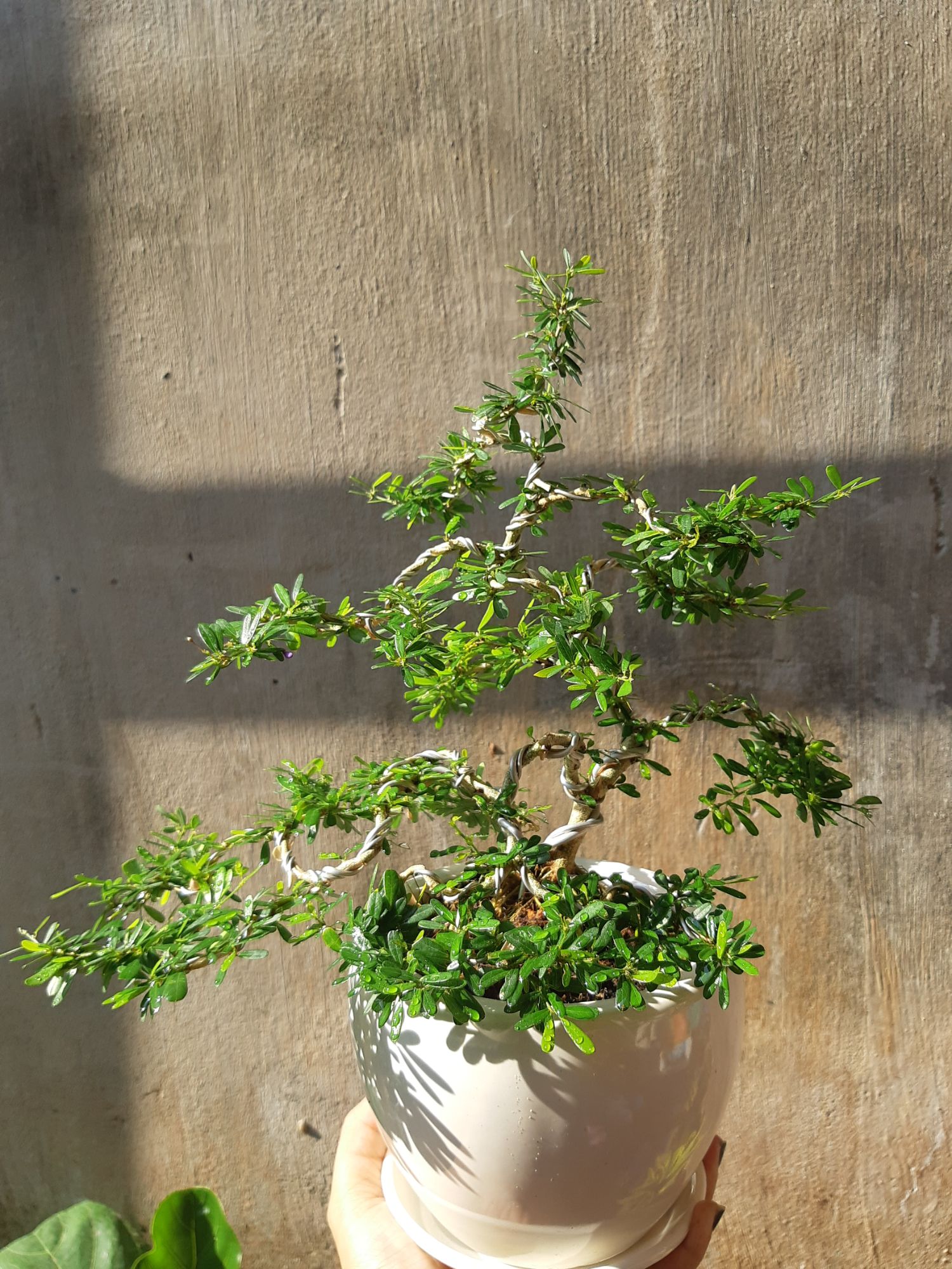 linh sam bonsai mini TẶNG CHẬU