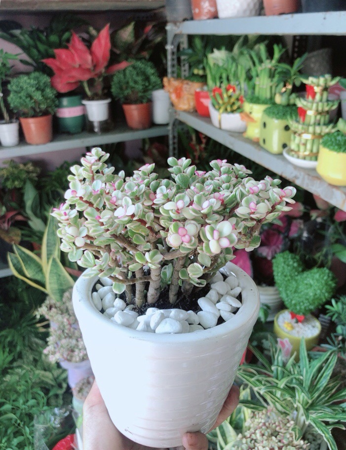 Chậu Cây Cành Vàng Lá Ngọc