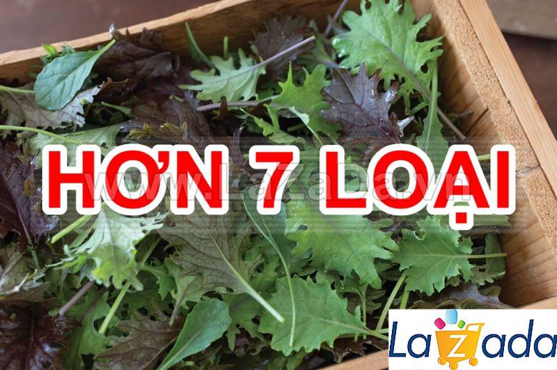 5GR 1000.HẠT Hạt Giống Cải Xoăn Kale Crazy Mix (| B19*W55)