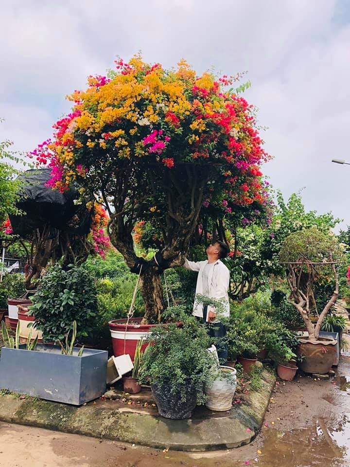 Hoa Giấy Ngũ Sắc ..ra hoa quanh nă