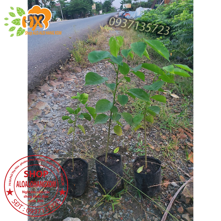 [HCM]combo 5 cây giáng hương cây giống