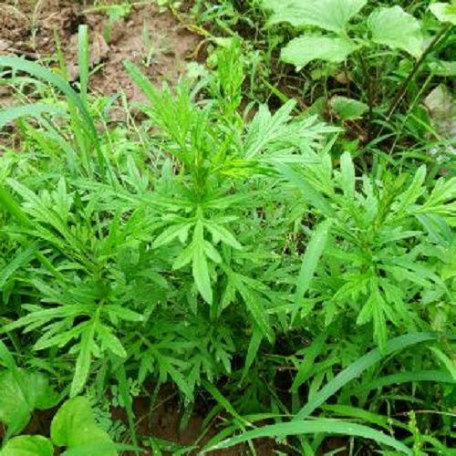 CÂY NGẢI CỨU, CÂY GỬI ĐI NGUYÊN CHẬU