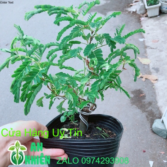 Các mẫu cây bonsai đồng giá 100k/cây