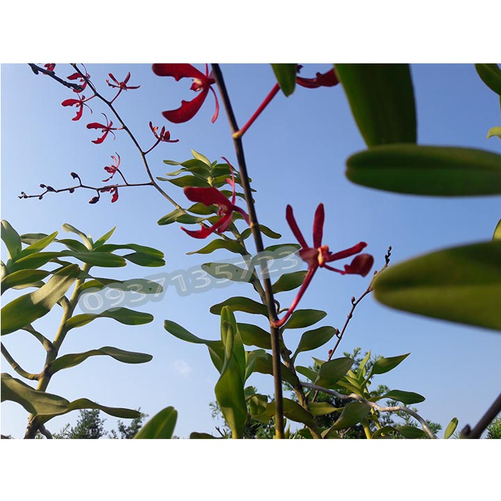 [HCM]CÂY LAN PHƯỢNG VĨ ĐỎ - CÂY CÓ 1 VÒI HOA