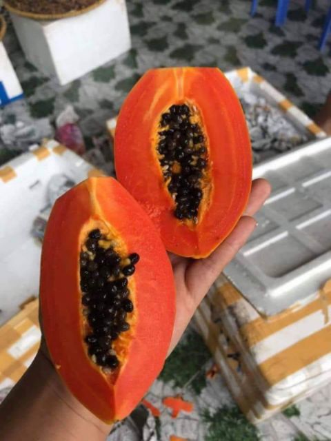 1 gói hạt giống đu đủ lùn siêu trái