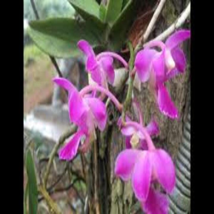 4 CÂY Lan rừng QUẾ TÍM