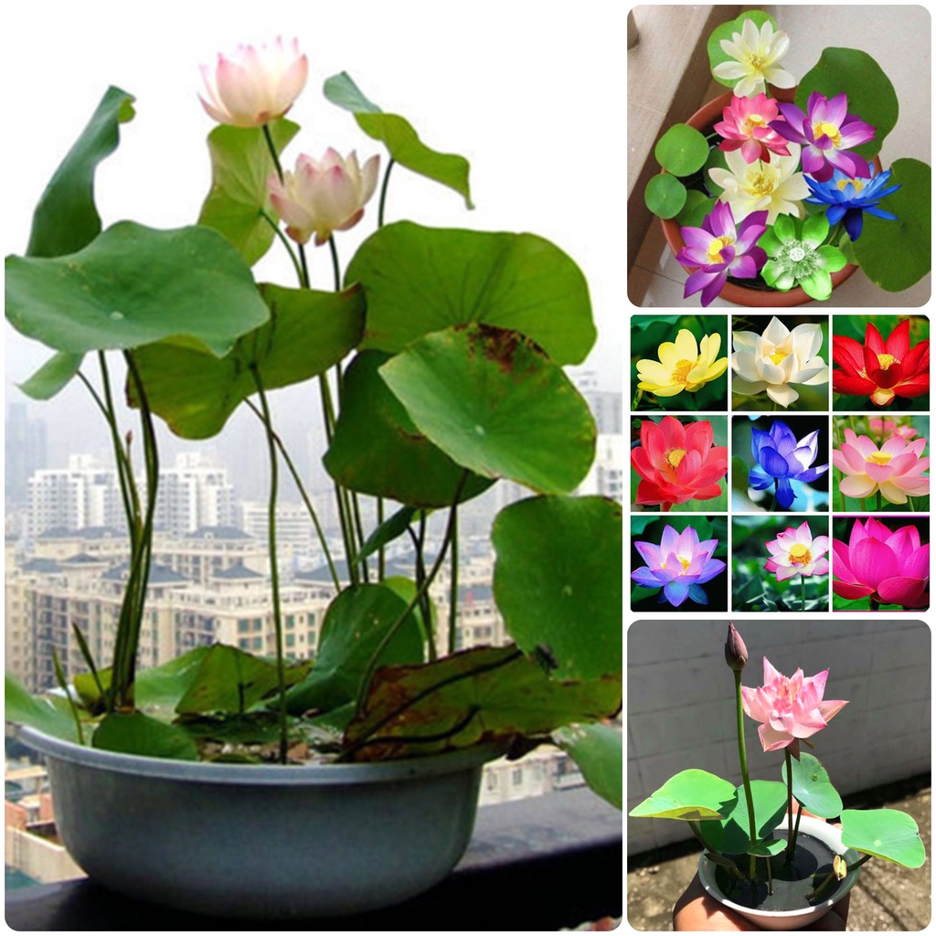 Hạt giống hoa sen mini Nhật nhiều màu - Gói 8 Hạt -tặng kèm gói kích mầm