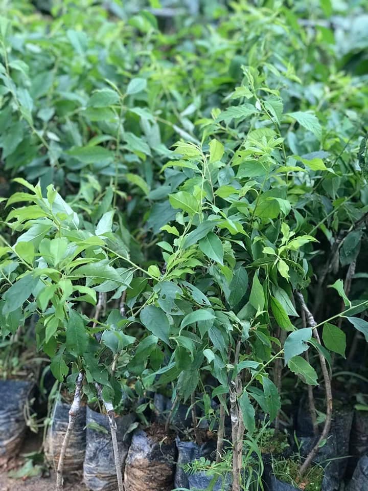 CÂY GIỐNG MẬN TÍM ÚC