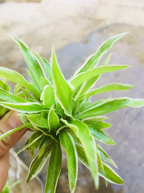 Cây Giống Cỏ Lan Chi (combo5 cây )