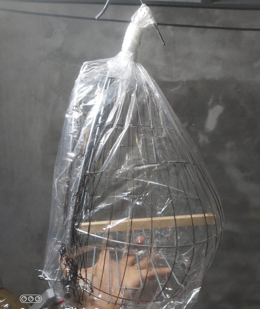 lồng bẫy cu gáy