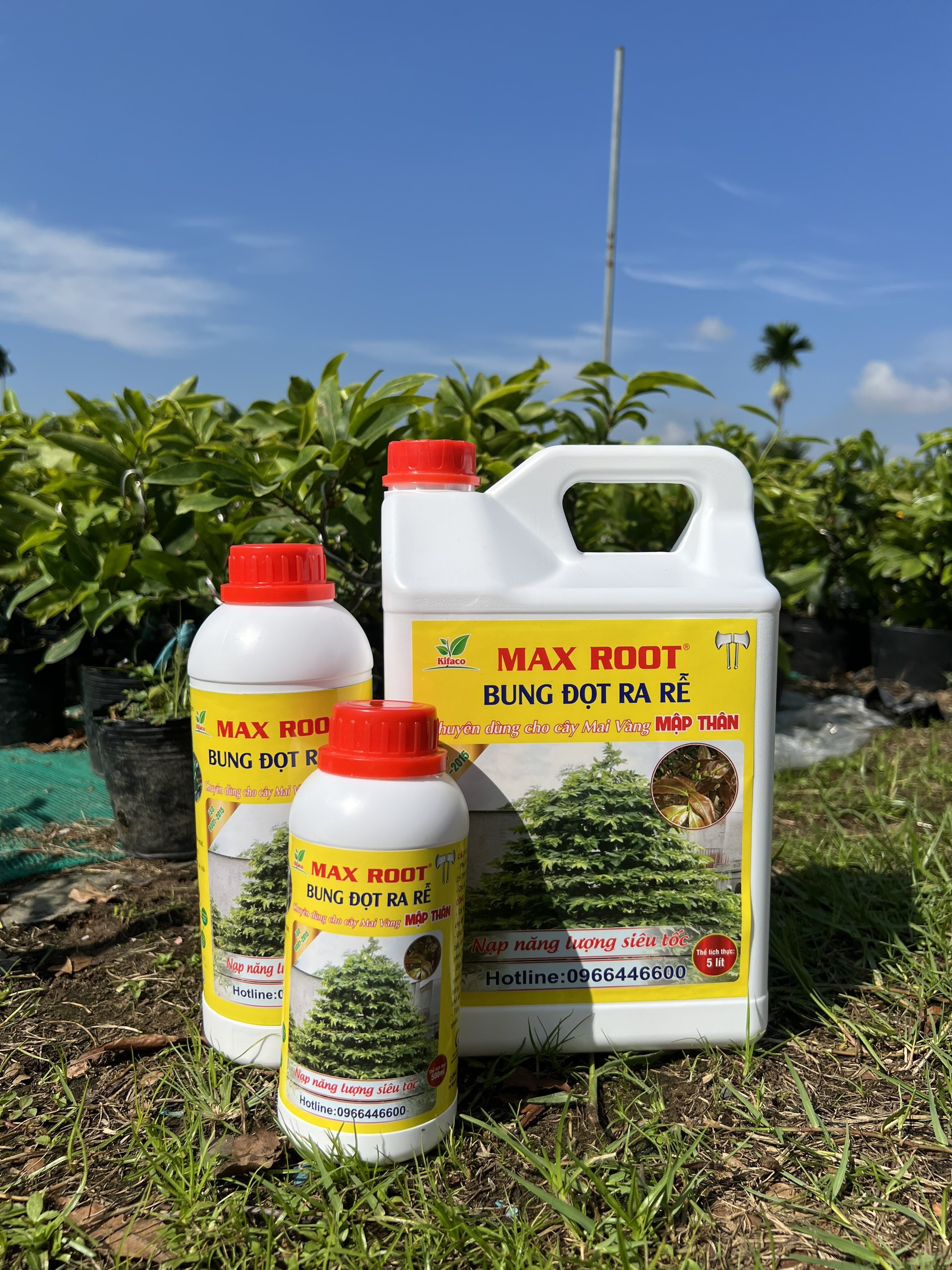 PHÂN BÓN MAI VÀNG - MAX ROOT BUNG ĐỌT RA RỄ MAI VÀNG