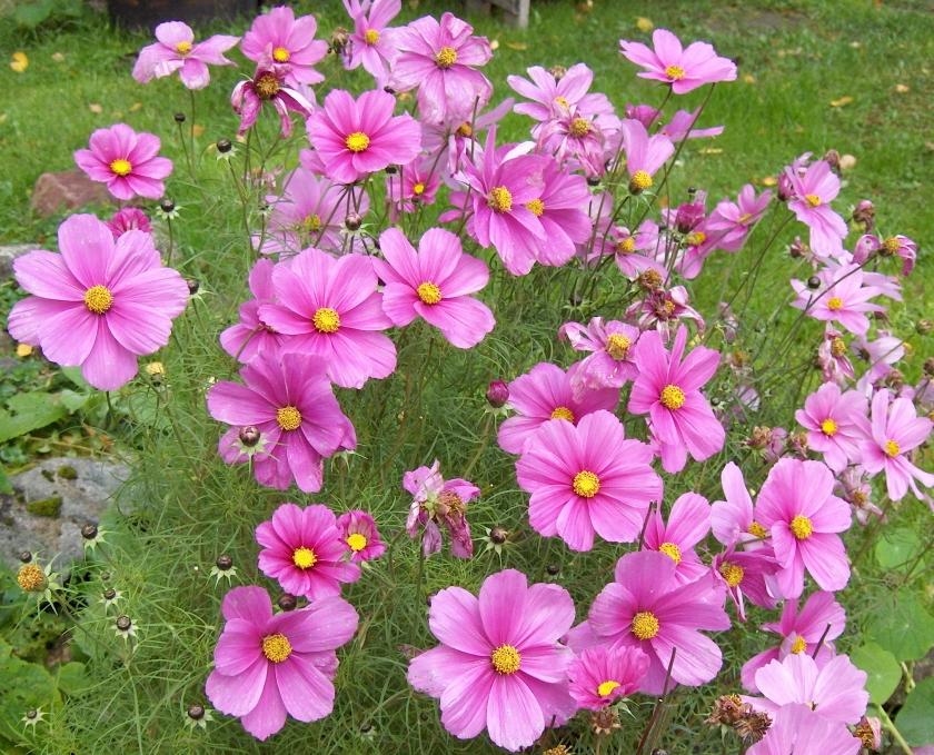 Hạt Giống Hoa Sao Nhái Lùn - 100 hạt