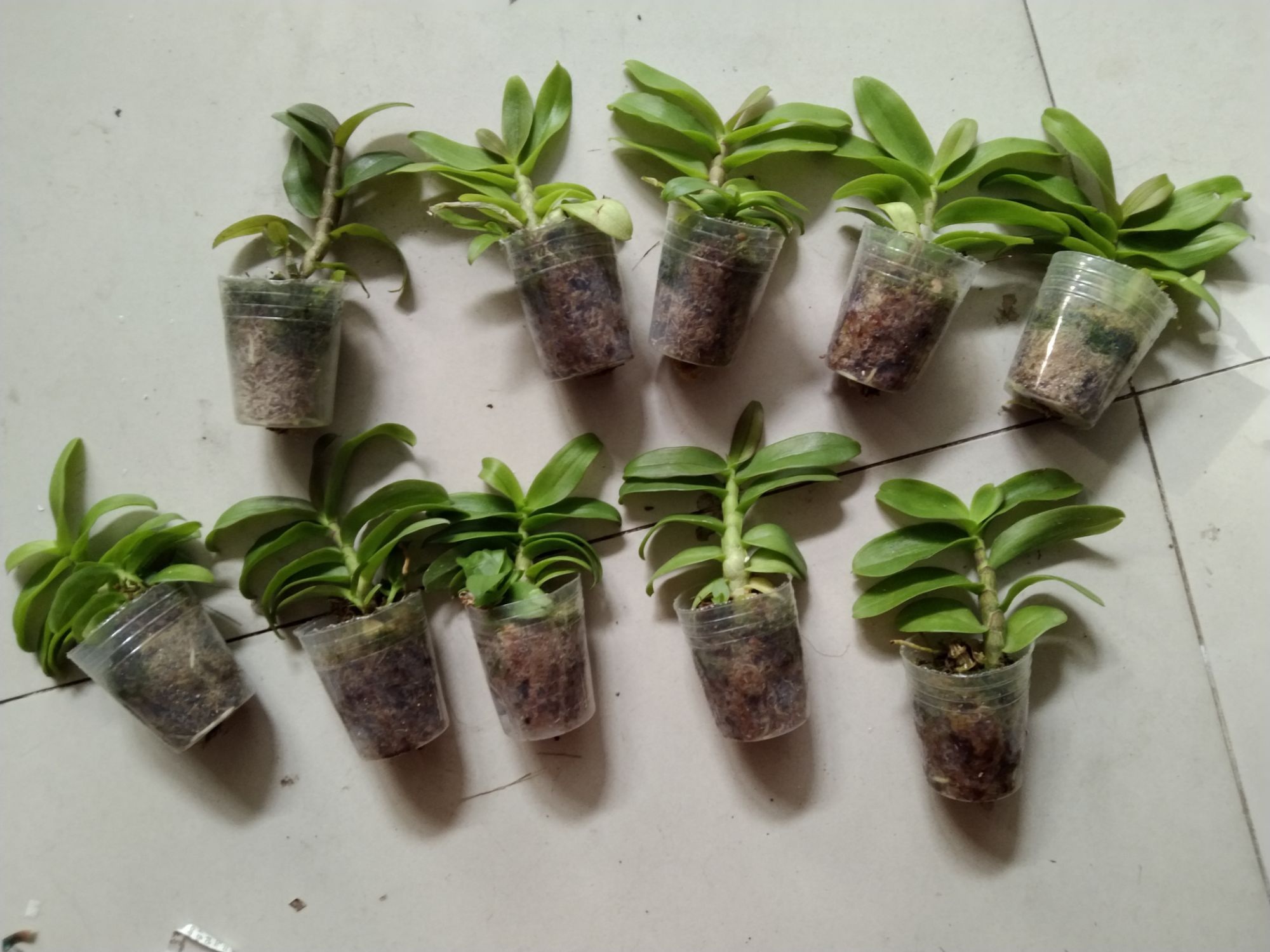 Trầm nù giống