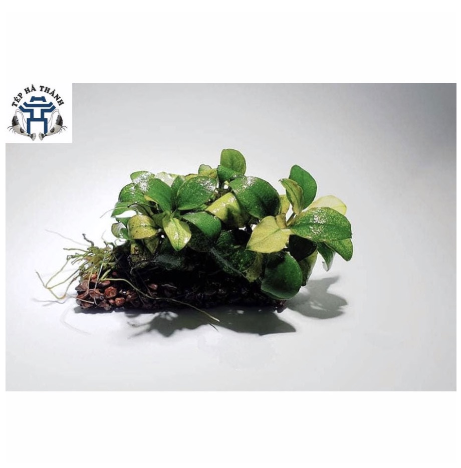 [Hoàn Tiền 10%] Giá Thể Napad Trồng Cây Thủy Sinh