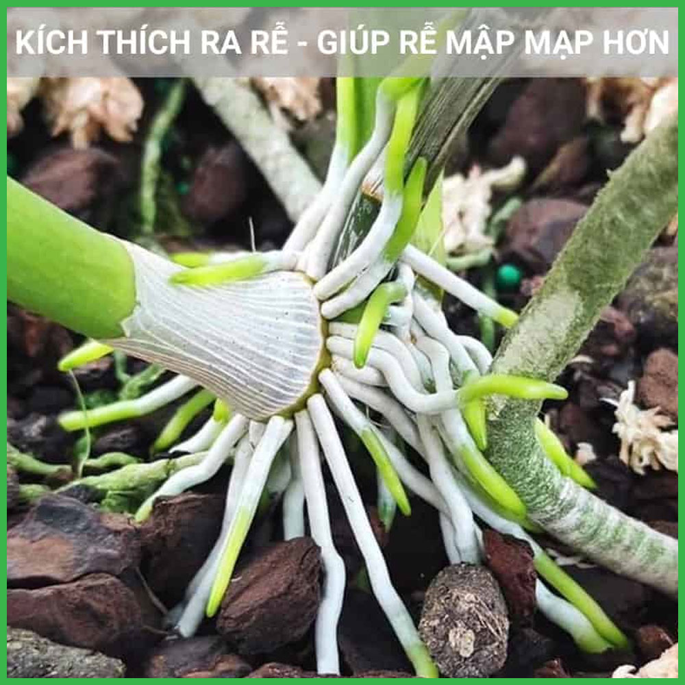 Phân Bón Max Root Siêu Kích Rễ - Dưỡng Rễ Và Bung Đọt