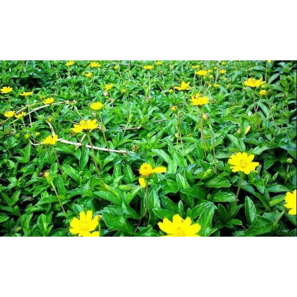Cây giống Sài Đất