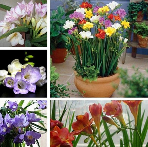 Bộ 5 củ giống hoa lan nam phi nhiều màu - ( Kèm 5 viên nén xơ dừa ươm củ )