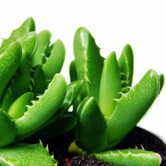 Sen đá Hàm Cá Sấu - LỖI 1 ĐỔI 1