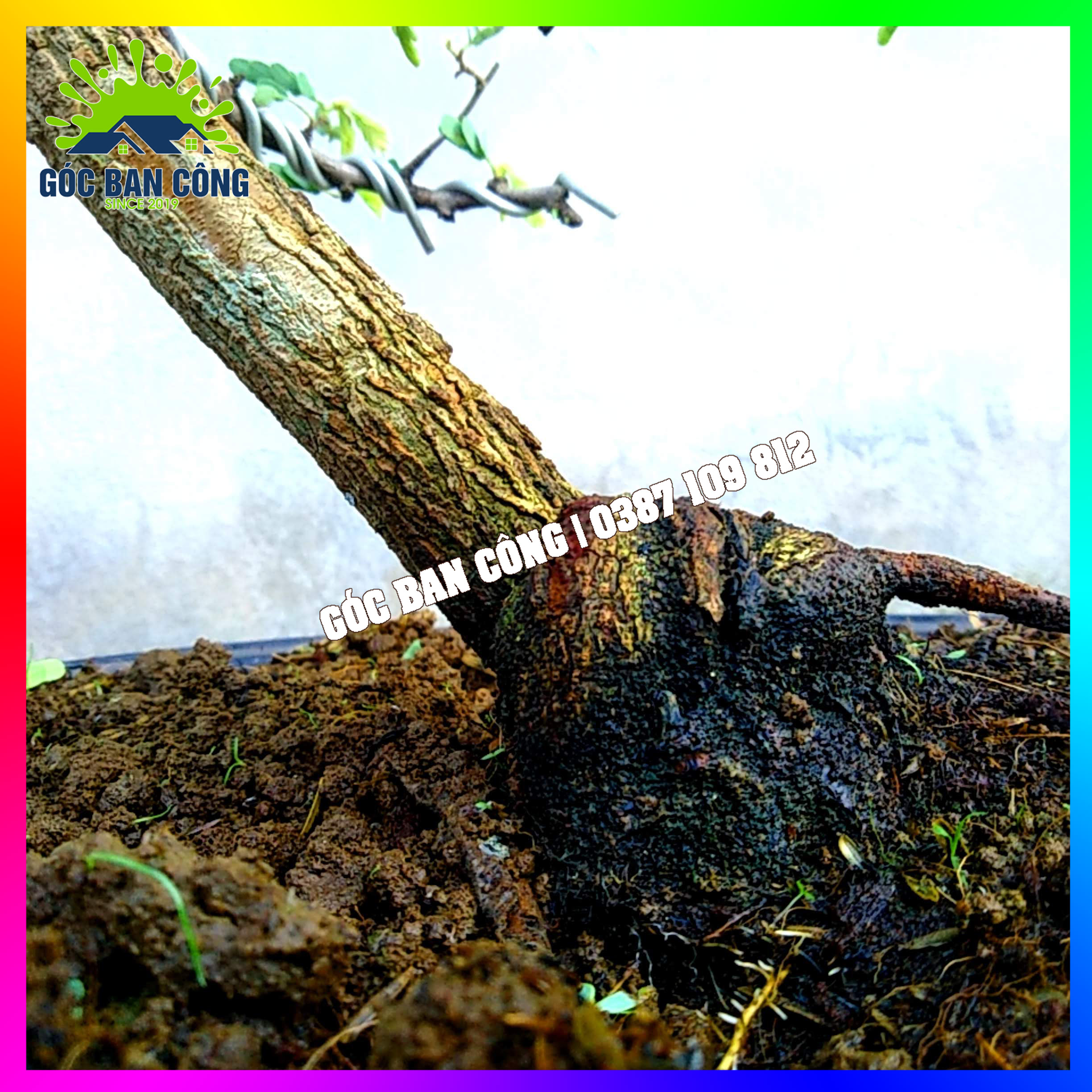 Cây Me Bonsai Mini Dáng Bạt Phong Gió Lùa