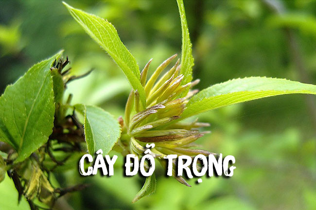 siro CAO ĐỖ TRỌNG thái hòa cao chai 200ml