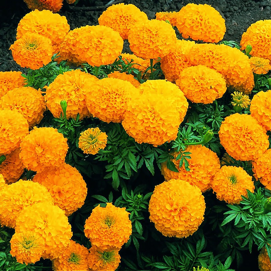 Hạt Giống Hoa Vạn Thọ Cao Nhiều Màu (ECO.325)