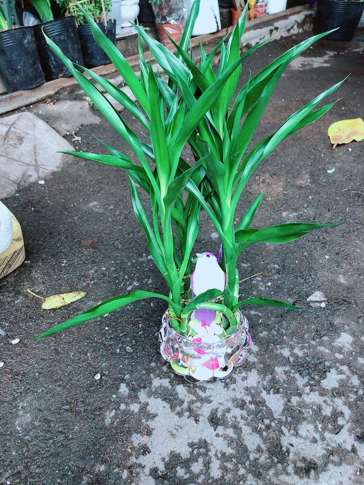 Chậu Trúc Phát Tài