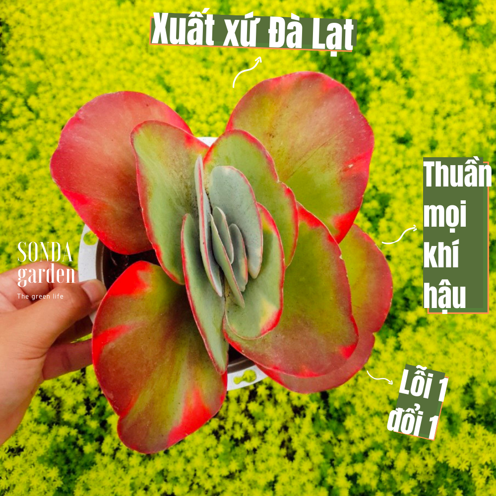 SEN ĐÁ CÁNH BƯỚM VAR SIZE ĐẠI SIÊU KHỎE ĐẸP LỖI 1 ĐỔI 1