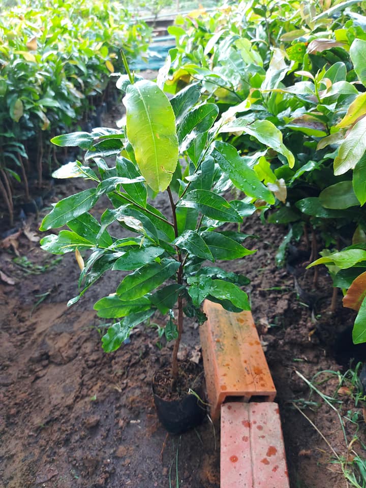 Combo 10 cây mai con quấn rễ (cao từ 40cm đến 45cm)