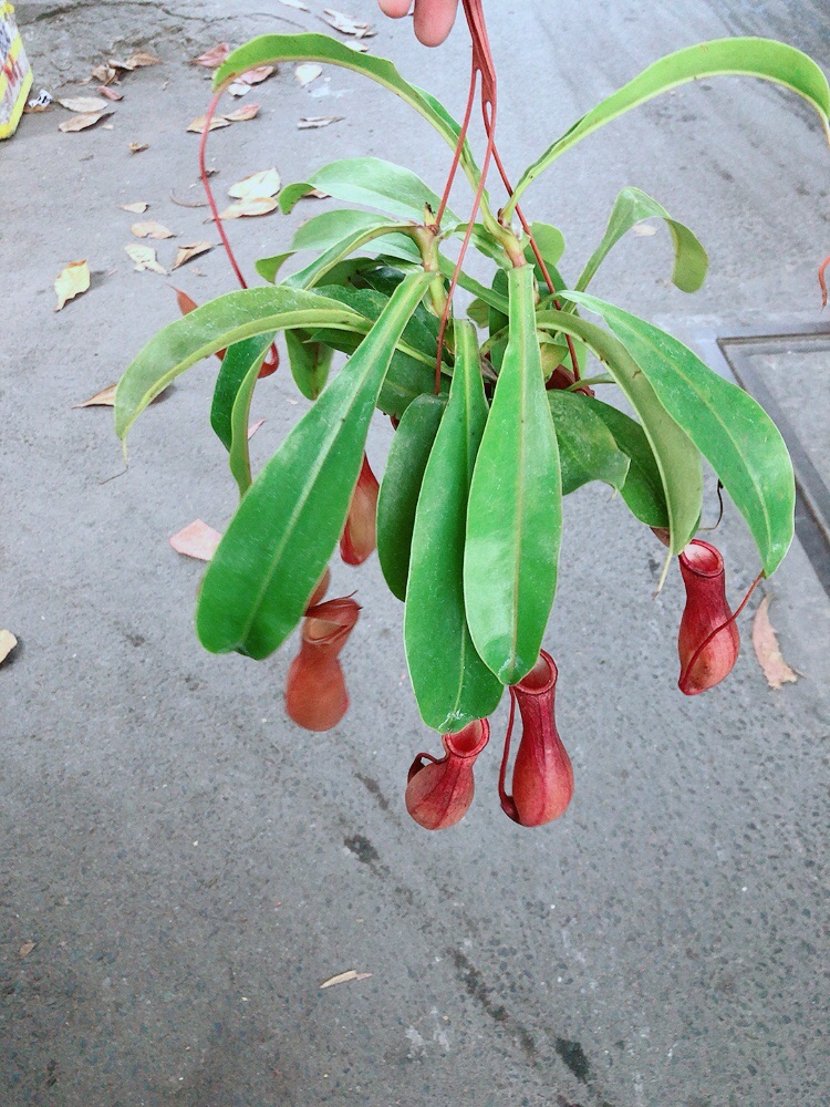 Cây Nắp Ấm