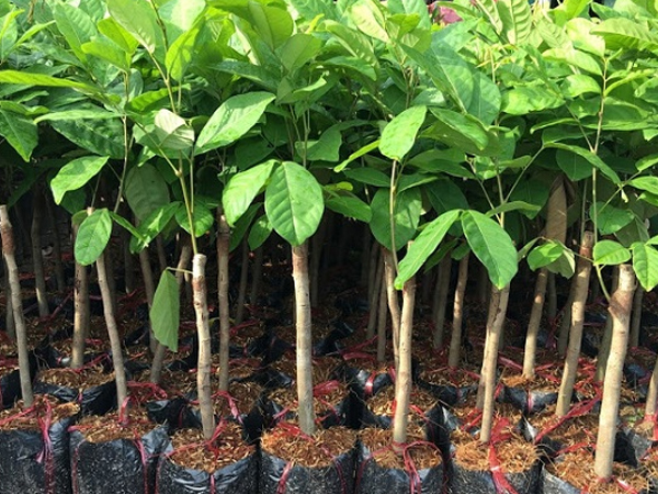 Cây Giống Chôm Chôm Thái