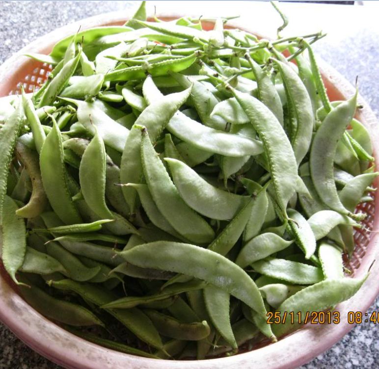 Hạt Giống Đậu Ván Xanh F1 - Gói 5gram( 15 hạt)