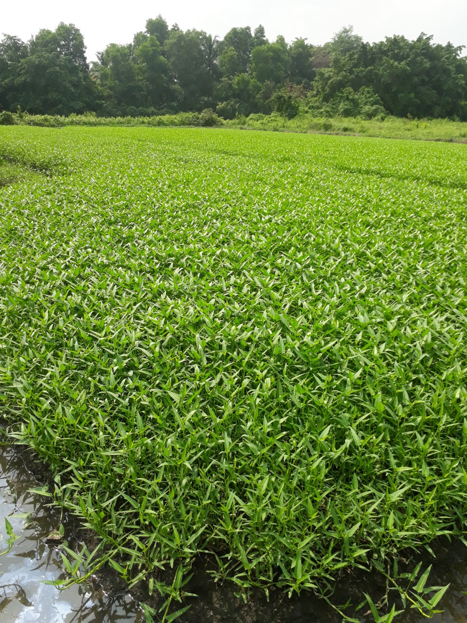 PHÂN BÓN LÁ TRÙN QUẾ HUMiC BIO-HK.GREEN. CHAI 500ml.