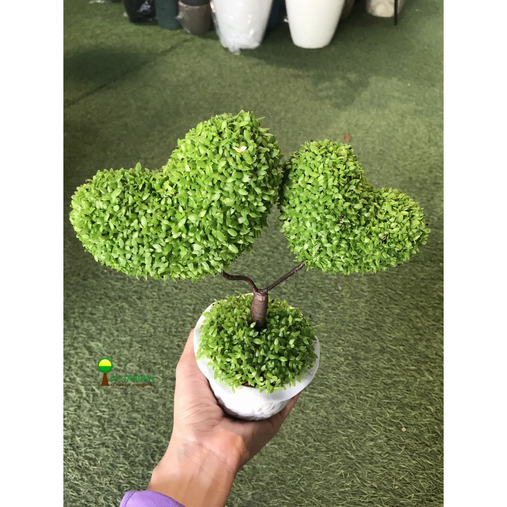 hạt giống cỏ may mắn gói 200 hạt