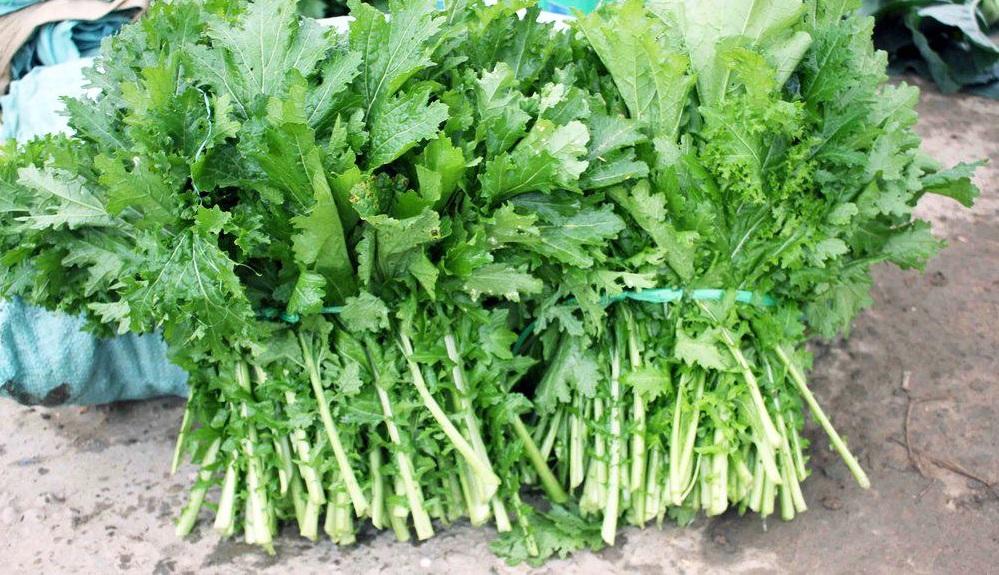 Hạt giống rau cải mèo