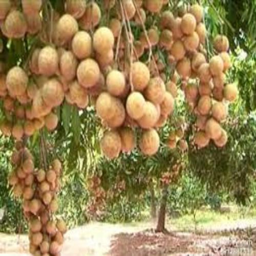 cây giống nhãn hạt lép thái lan - cây ăn quả