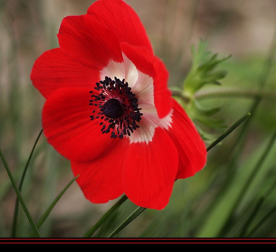 Củ giống hoa anemone hoa màu đỏ