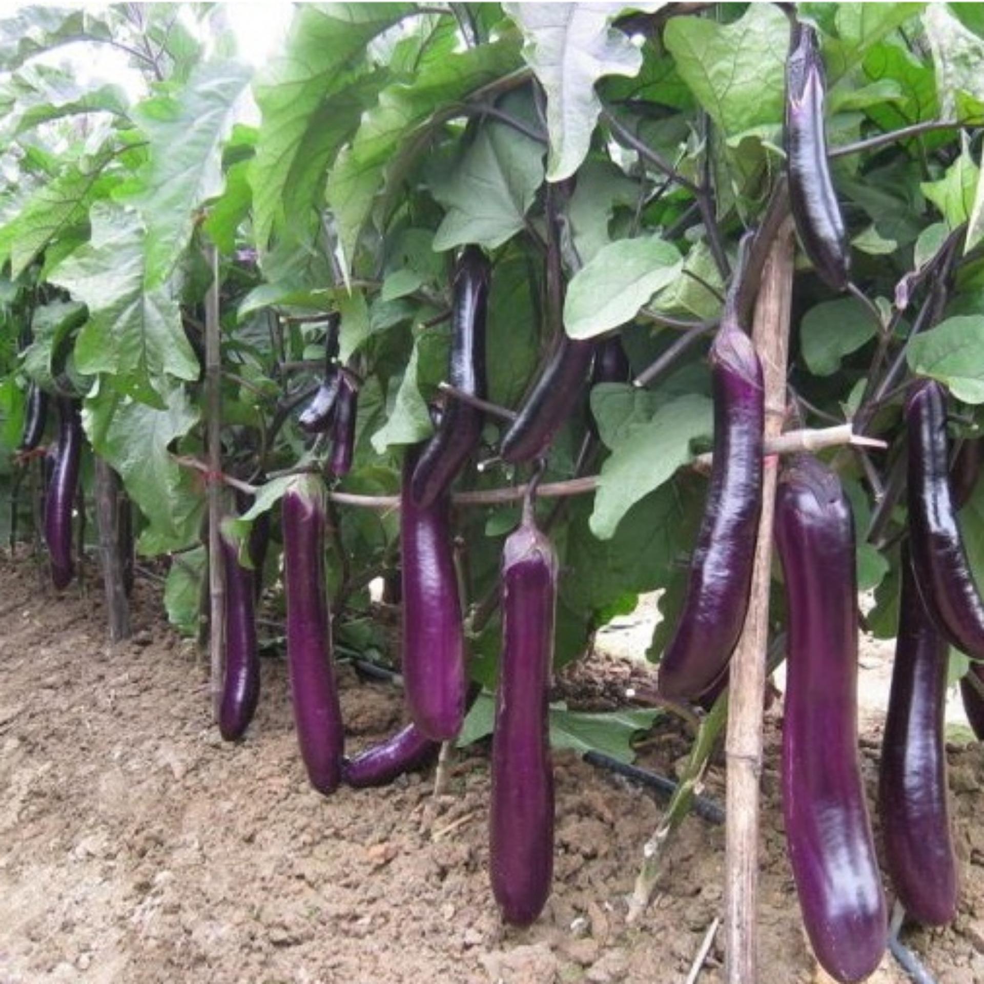 1g Hạt giống Cà tím (tặng Kích nẩy mầm, Hướng dẫn ươm)