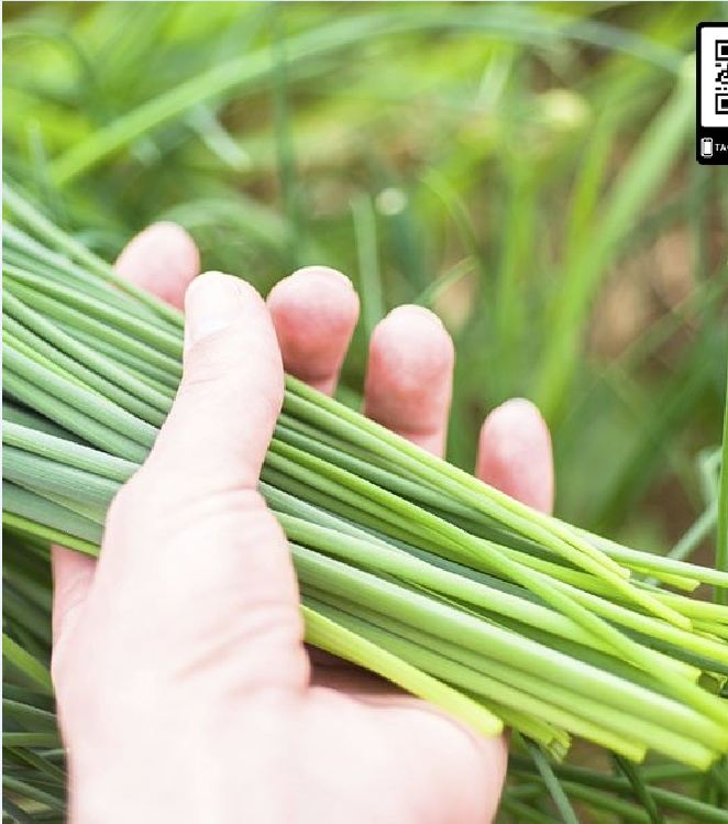 Hạt giống rau gia vị Hẹ Ta - 2gram/gói ( 1 gói gần 600 hạt )