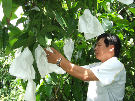 Combo  100  Túi Bọc Ổi Chất Lưọng may chắc chắn 18.20