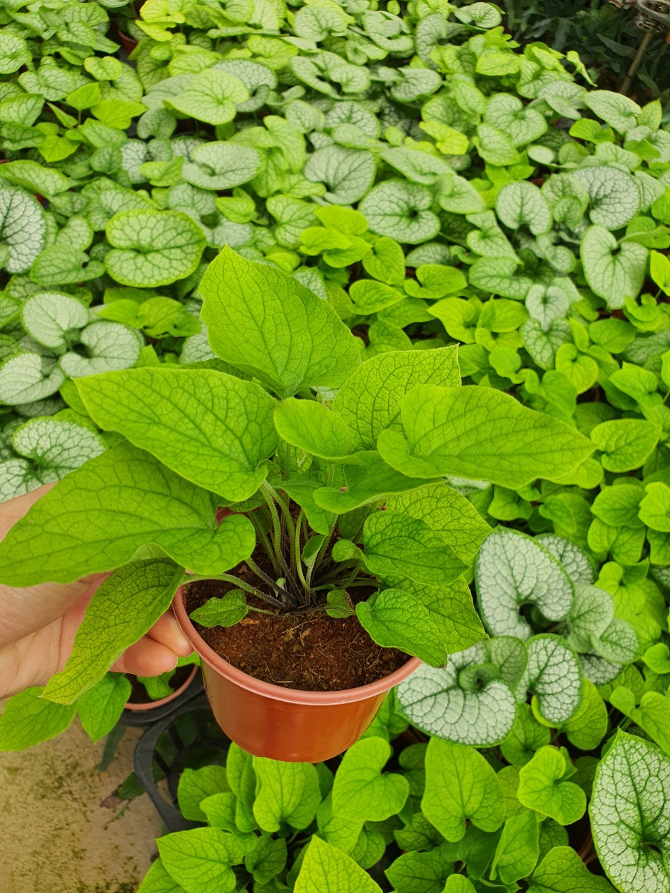 Cây brunnera lá hình trái tim.