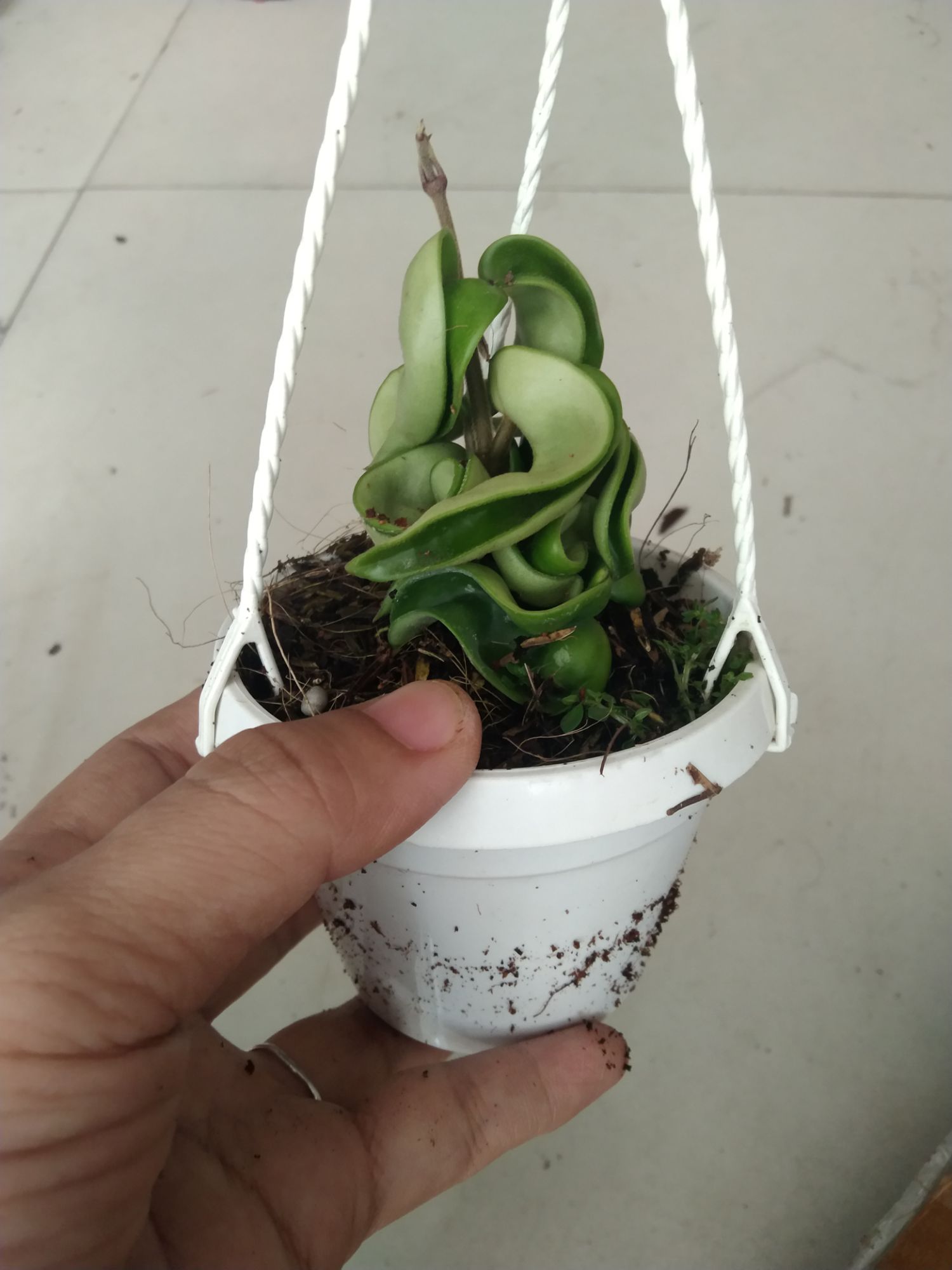 Cẩm cù xoắn cây giống