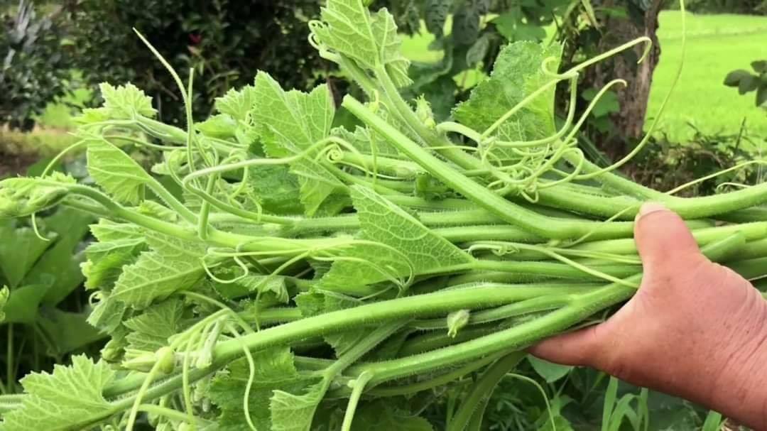 Hạt giống Bí Siêu Ngọn Bí Lấy Ngọn ( Gói 10Gram ) - Nông Sản Vàng