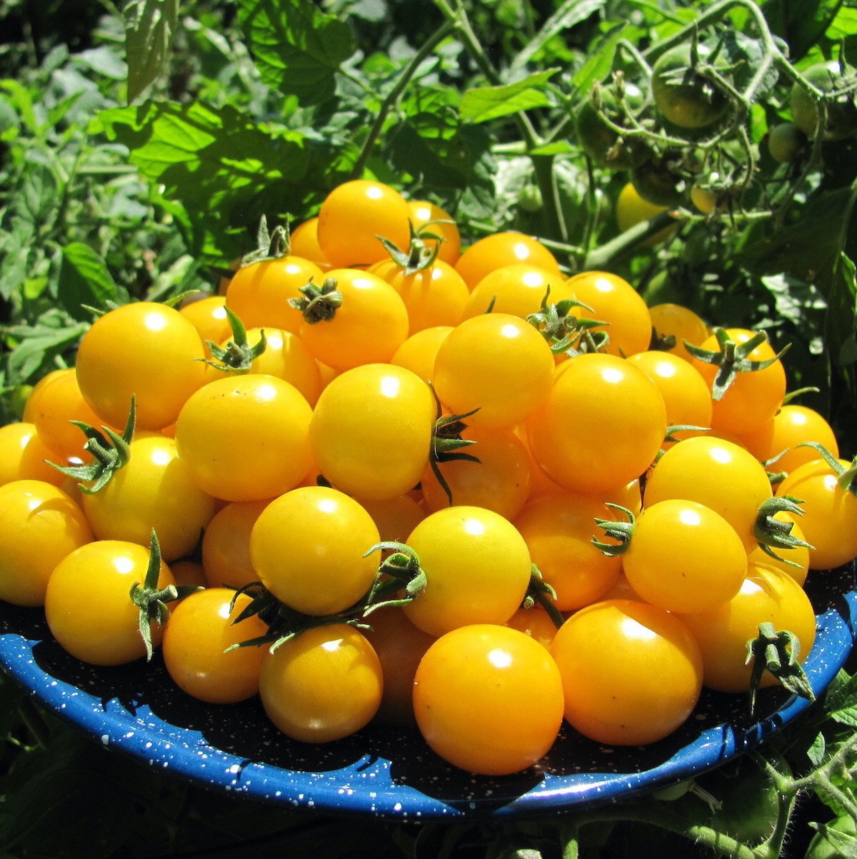 Giống cà chua bi lùn vàng (0.1g)