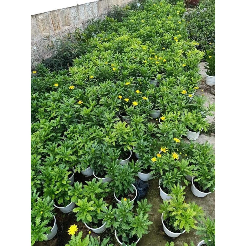 Cây hoa cúc thân gỗ (cúc trường thọ - cúc vạn niên) - Trang Flower