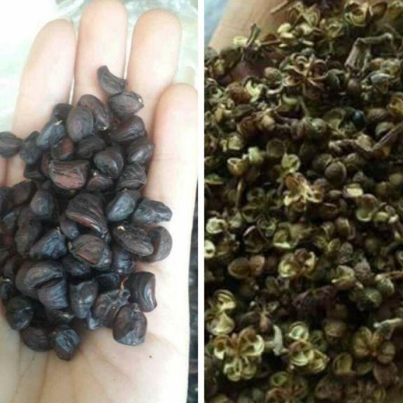 combo 500g hạt mắc khén và 50g hạt dổi rừng